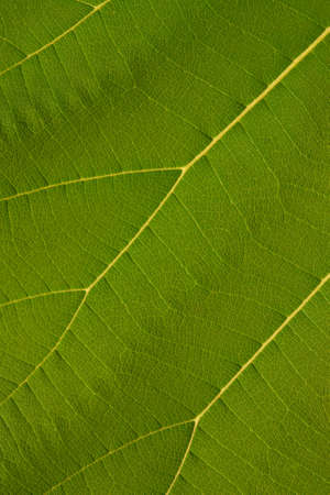 texture of teak wood leaf