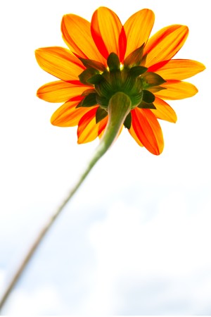Flower, taken in los angelの写真素材