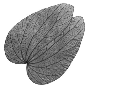 Texture of tropical leafの写真素材