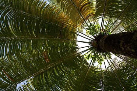 Palm tree, taken from low angle