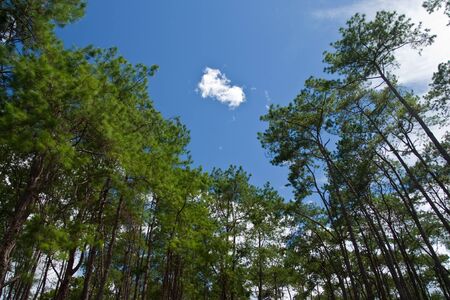 Pine forest in Thailandの写真素材