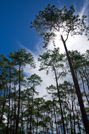 Pine forest in Thailand