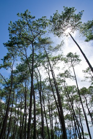 Pine forest in Thailand