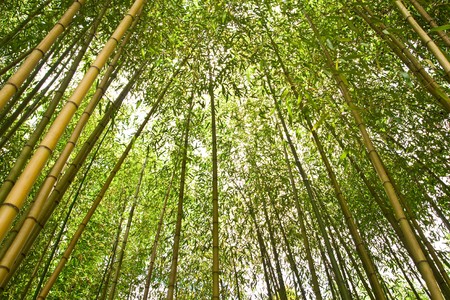 bamboo forestの写真素材