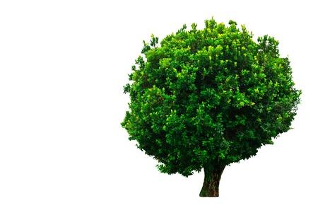 Tropical tree on whtie backgroundの写真素材