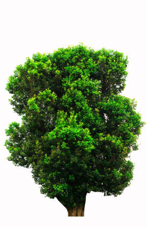 Tropical tree on whtie backgroundの写真素材