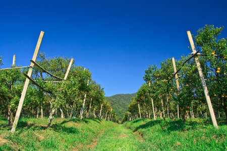 Orange garden in north of Thailandの写真素材