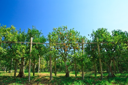 Orange garden in north of Thailandの写真素材