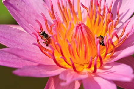 Bee and lotusの写真素材