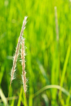 Reed in natural lightの写真素材