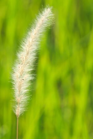 Reed in natural lightの写真素材