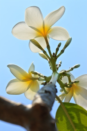 Plumeria, tropical flowerの写真素材