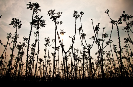 Cassava fieldの写真素材