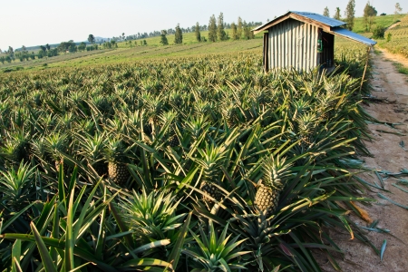 Pineapple fieldの写真素材