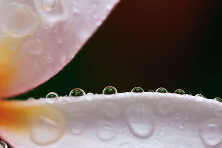 Drops of water on tropical flower, Plumeriaの写真素材
