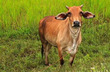 Asian lineage cowの写真素材