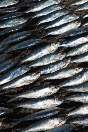 Dried fishの写真素材