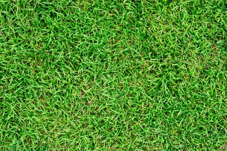 green grass green grass