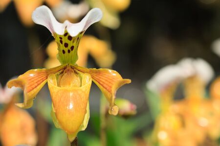 paphiopedilum gratrixianumの写真素材