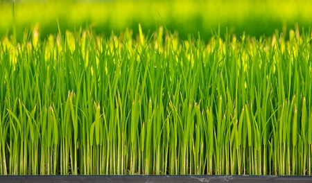 Young riceの写真素材