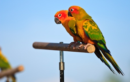 Macaw birds