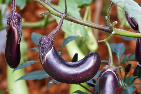 Eggplantの写真素材