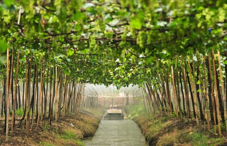 Agriculturist watering in grape gardenのeditorial素材