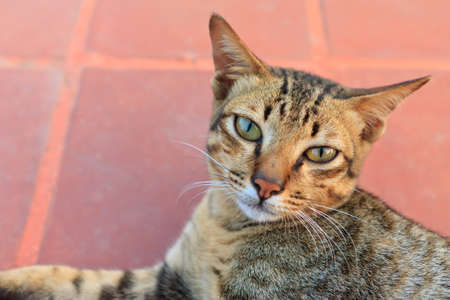 Thai cat