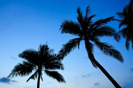 Coconut tree and sunsetの写真素材