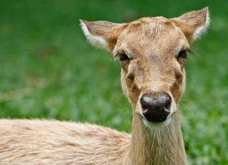 Head shot of gazelleの写真素材