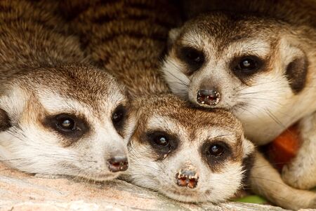 Meerkat looking at somethingの写真素材