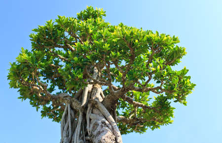 Tree in blue sky taken from low angleの写真素材