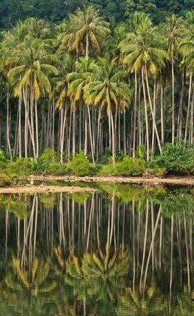 Coconut forest on island in Thai seaの写真素材