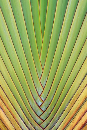 Details of layer on tropical plant
