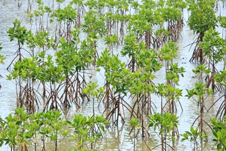 Young mangrove tree and reflection in sea waterの写真素材