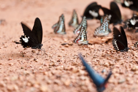 Great Mormon butterfly eating salty soil as foodの写真素材