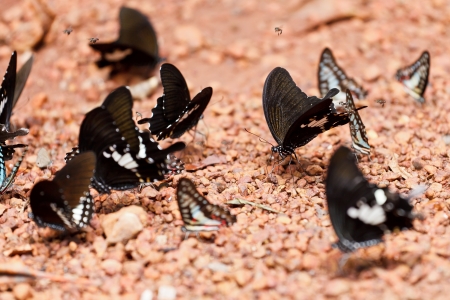 Great Mormon butterfly eating salty soil as foodの写真素材