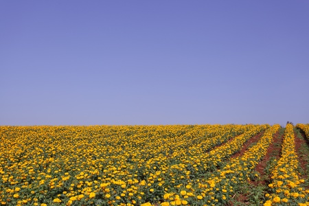 Bright color marigold flower meadowの写真素材