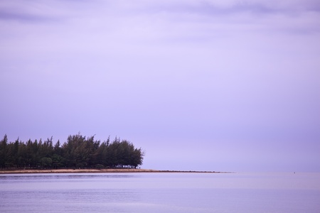 View of pine forest beside sea in morning