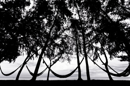 Group of hammock in pine forest, black and white processedの写真素材