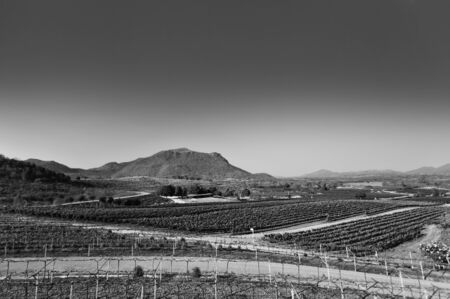 Grape yard in black and whiteの写真素材