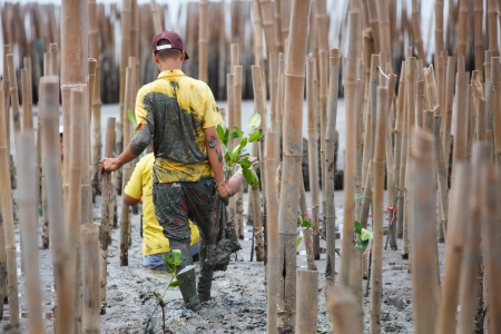 Young volunteer planting  mangroves tree in reforestation activityの写真素材