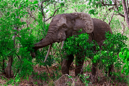 African elephant in forest, Mole National Park, Ghanaの写真素材