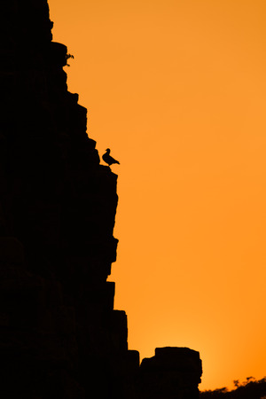Bird stand on Pimai ancient city in north of Thailand at sunsetの写真素材