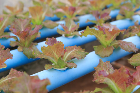 Hydroponic vegetable planting