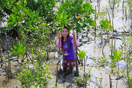 Samutsakorn Thailand, 16 September: Volunteers join together and plant young tree in deep mud in mangrove reforestation project on September 16, 2014 in Samutsakorn Thailand.のeditorial素材