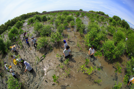 Samutsakorn Thailand, 16 September: Volunteers join together and plant young tree in deep mud in mangrove reforestation project on September 16, 2014 in Samutsakorn Thailand.のeditorial素材