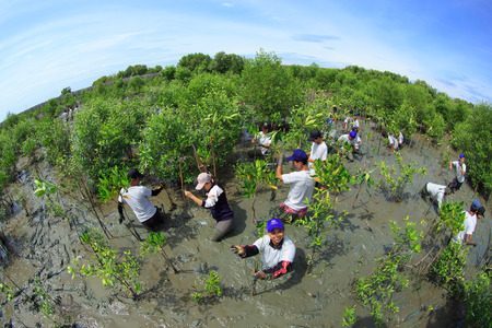 Samutsakorn Thailand, 16 September: Volunteers join together and plant young tree in deep mud in mangrove reforestation project on September 16, 2014 in Samutsakorn Thailand.のeditorial素材