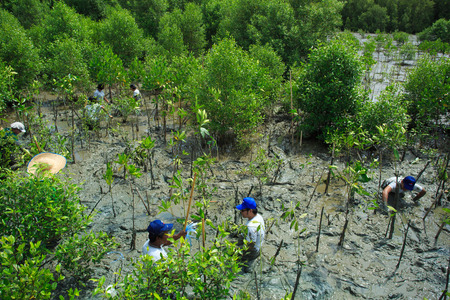 Samutsakorn Thailand, 16 September: Volunteers join together and plant young tree in deep mud in mangrove reforestation project on September 16, 2014 in Samutsakorn Thailand.のeditorial素材