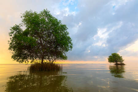 Two Cork  trees in see in the morning sunlight, natural tropical scene.の写真素材